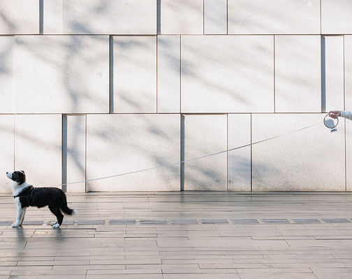 Quick Release Lead Free Anti Bite Nylon Tape For Medium Large Dogs