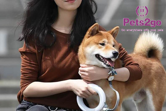 Retractable Double Handle Led Lighting Dog Collar Leash