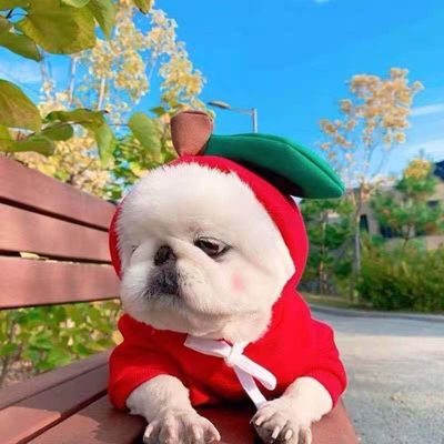 Fruit Shape Cloth material 1kg Pets Wearing Clothes